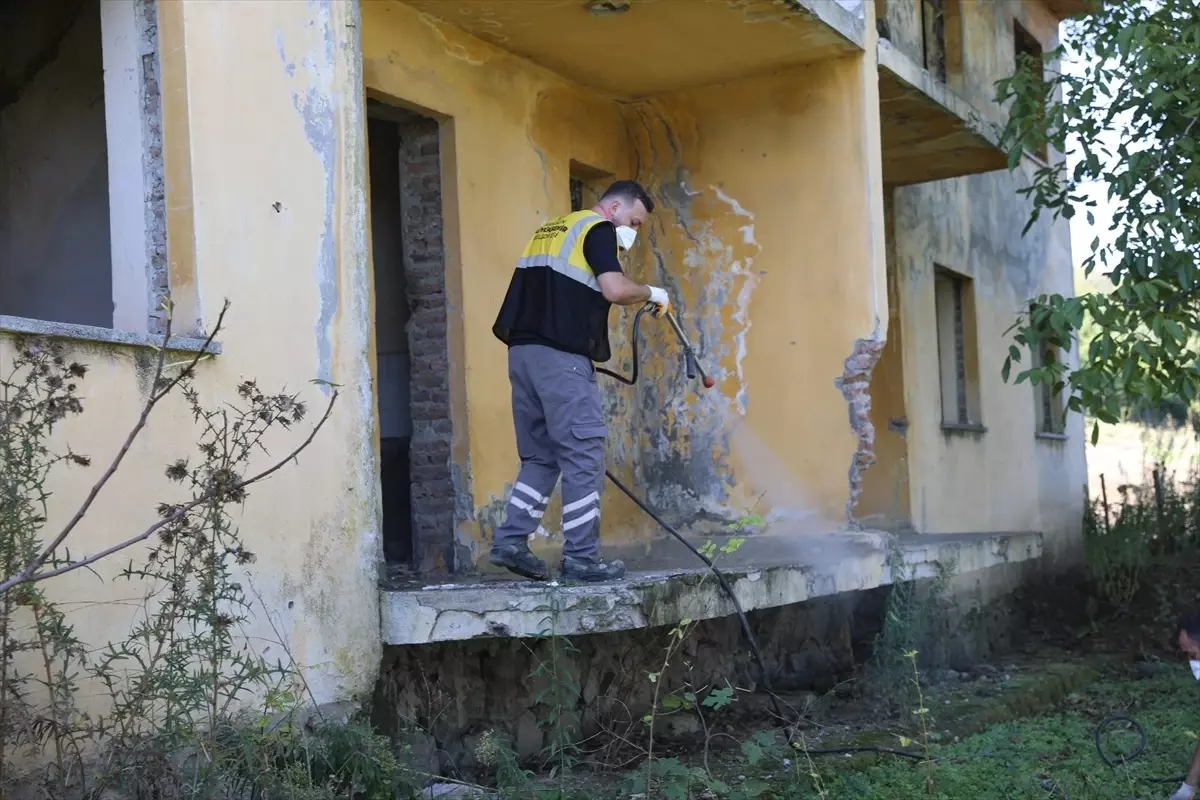 Samsun, Kahverengi Kokarca ile Mücadele Ediyor